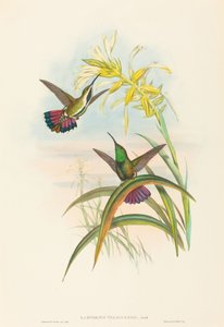 Lampornis veraguensis (Veraguan Mango) von John Gould and H.C. Richter