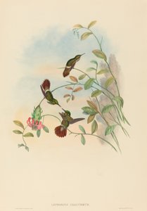 Lophornis chalybeus (Festliche Coquette)