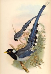 Gelbschnabelblaumagpie Urocissa flavirostris (Blyth)