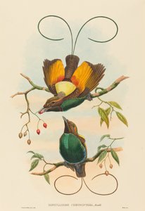 Diphyllodes chrysoptera (Prächtiger Paradiesvogel)