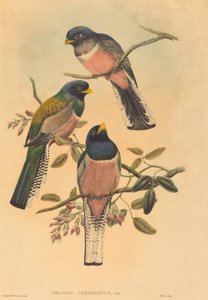 Trogan variegatus von John Gould and W. Hart