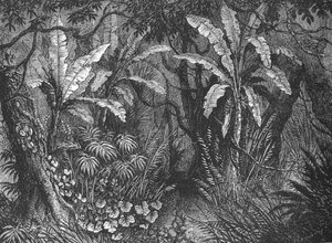 Im Busch, um 1880