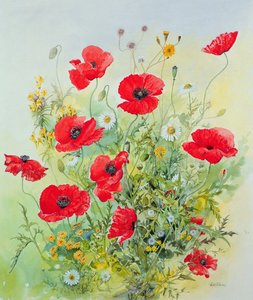 Mohnblumen und Hundskamille