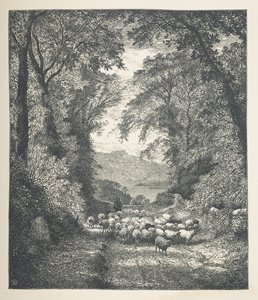 Tafel 4. Schafe, die von einem Schäfer entlang eines Pfades getrieben werden. Naturbilder. Eine Serie von dreißig Originalillustrationen, auf Holz gezeichnet von J. H. Dell und graviert von R. Paterson von John Henry Dell