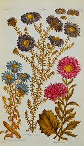 Aster, 1759-73 von John Hill