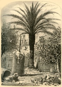 Szene in St. Augustine - Die Dattelpalme, 1872