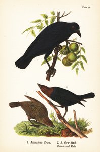 Amerikanerkrähe, Corvus brachyrhynchos 1, und Braunkopf-Kuhstärling, Molothrus ater, Weibchen 2, und Männchen 3 von John James (after) Audubon