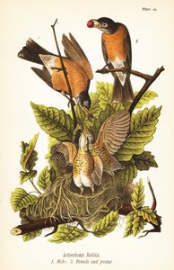 Wanderdrossel, Turdus migratorius, Männchen 1, Weibchen 2 und Jungvögel im Nest von John James (after) Audubon