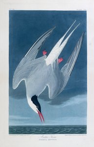 Arktische Seeschwalbe, Vögel von Amerika