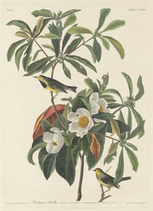 Bachmans Waldsänger