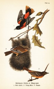 Baltimoretrupial oder Hangnest, Icterus galbula von John James (after) Audubon