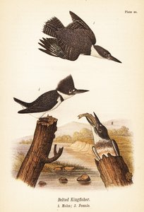 Gürtelfischer, Megaceryle alcyon, Männchen 1, Weibchen 2
