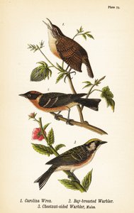 Carolina-Zaunkönig, Thryothorus ludovicianus 1, Kastanienwaldsänger, Setophaga castanea 2, Kastanienflankensänger, Setophaga pensylvanica 3 von John James (after) Audubon