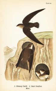 Schornsteinsegler, Chaetura pelagica und Uferschwalbe, Riparia riparia, Männchen von John James (after) Audubon