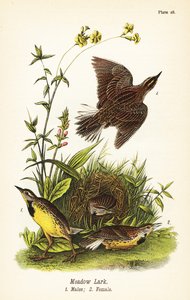 Östliche Wiesenlerche, Sturnella magna von John James (after) Audubon