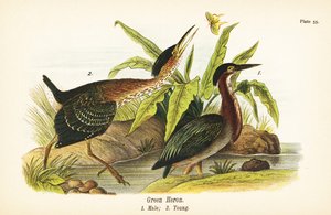 Grüner Reiher, Butorides virescens, Männchen 1, Jungvogel 2