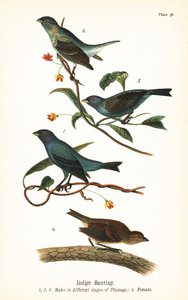 Indigofink, Passerina cyanea, Männchen in verschiedenen Gefiederstadien 1,2,3, und Weibchen 4 von John James (after) Audubon