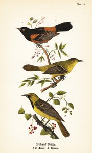 Gartenwaldsänger, Icterus spurius, Männchen 1,2, und Weibchen 3 von John James (after) Audubon