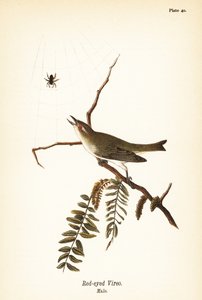 Rotschnabelvireo, Vireo olivaceus, Männchen
