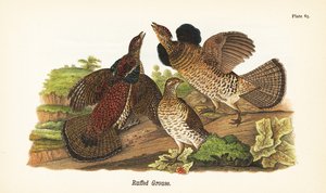 Kragenhuhn, Bonasa umbellus