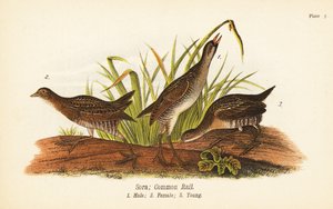 Sumpfhuhn, Porzana carolina, Männchen 1, Weibchen 2, Jungtier 3