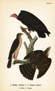 Truthahngeier, Cathartes aura 1, und Cooper-Habicht, Accipiter cooperii, erwachsen 2, jung 3 von John James (after) Audubon