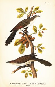Gelbschnabelkuckuck, Coccyzus americanus 1, und Schwarzschnabelkuckuck, Coccyzus erythropthalmus 2, Männchen