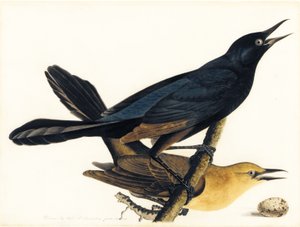 Ein Paar Bootschwanzgrackeln