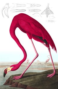 Amerikanischer Flamingo, Phoenicopterus Ruber, aus "Die Vögel Amerikas" von John J. Audubon, veröffentlicht 1827-38 (handkolorierte Gravur) von John James Audubon