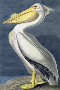 Amerikanischer Weißer Pelikan, Pelecanus Erythrorhynchos, aus "The Birds of America" von John J. Audubon, veröffentlicht 1827-38 von John James Audubon