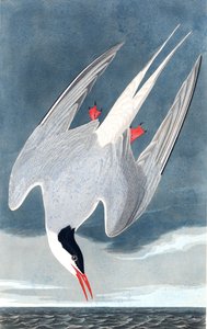 Arktische Seeschwalbe, Sterna Paradisaea, aus "The Birds of America" von John J. Audubon, veröffentlicht 1827-38