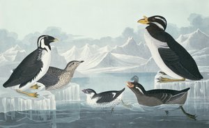 Schwarzkehlige Guillemot, Knollenschnabelalk, Lockenkammalk, Hornschnabelguillemot, nach der Natur gezeichnet von John James Audubon