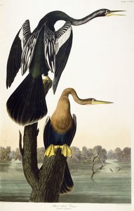 Schwarzbauch-Schlangenhalsvogel, 1836 von John James Audubon