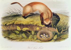 Schwarzfußiltis aus 