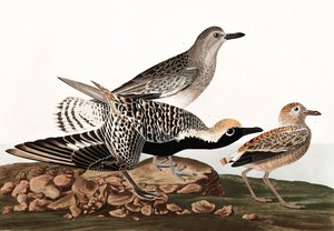 Schwarzbauchregenpfeifer, Charadrius Helveticus, aus "The Birds of America" von John J. Audubon, veröffentlicht 1827-38 von John James Audubon