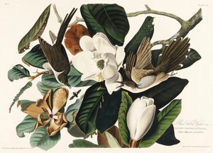 Schwarzschnabelkuckuck aus Birds of America (1827)