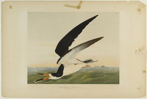 Schwarzer Scherenschnabel oder Scherenschwanz, gedruckt von Julien Bien und veröffentlicht von Roe Lockwood & Son, 1861