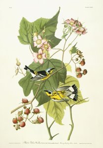 Schwarzgelber Waldsänger und blühende Himbeere, ca. 1826-1838