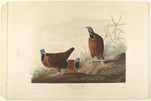  von John James Audubon
