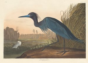 Blauer Kranich oder Reiher, 1836 von John James Audubon