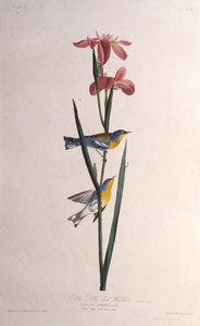 Blau-gelbgeflügelter Waldsänger. Aus Die Vögel Amerikas, 1827-1838 von John James Audubon