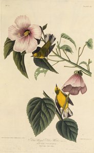 Blauflügeliger Gelbwaldsänger. Aus Die Vögel Amerikas, 1827-1838 von John James Audubon