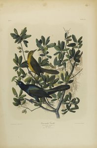 Bootsschwanzgrackel, gedruckt von Julien Bien und veröffentlicht von Roe Lockwood & Son, 1861