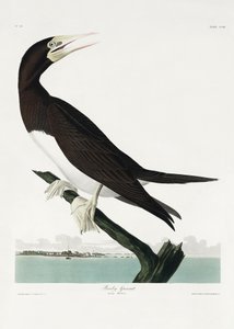 Basstölpel aus Birds of America (1827) von John James Audubon