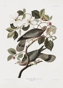 Brandtaube aus Birds of America (1827) von John James Audubon