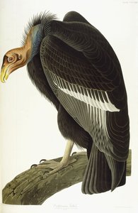 Kalifornischer Geier, altes Männchen, 1838