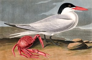 Küstenseeschwalbe, Sterna Maxima, aus "Die Vögel Amerikas" von John J. Audubon, veröffentlicht 1827-38 von John James Audubon