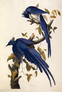 Columbia Jay Garrulus ultramarinus. Aus Die Vögel Amerikas, 1827-1838 von John James Audubon