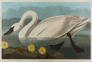 Amerikanischer Schwan, 1838