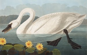 Amerikanischer Schwan, Cygnus Americanus, aus "Die Vögel Amerikas" von John J. Audubon, veröffentlicht 1827-38